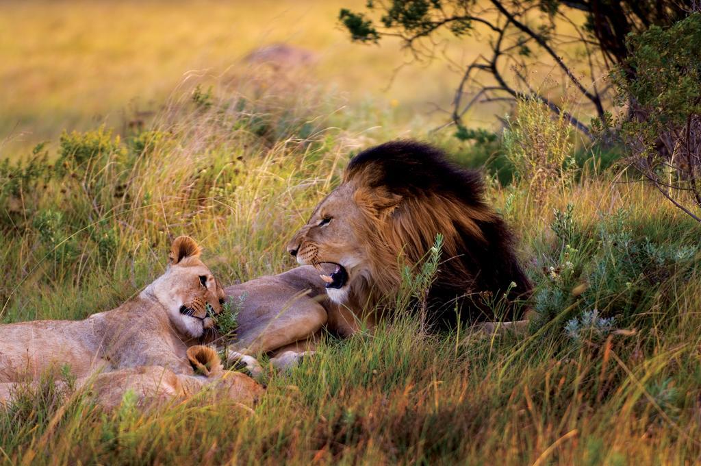 Lalibela Game Reserve - Kichaka Lodge Paterson Exteriör bild