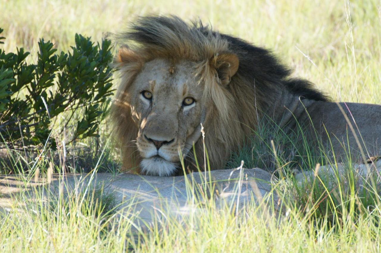 Lalibela Game Reserve - Kichaka Lodge Paterson Exteriör bild