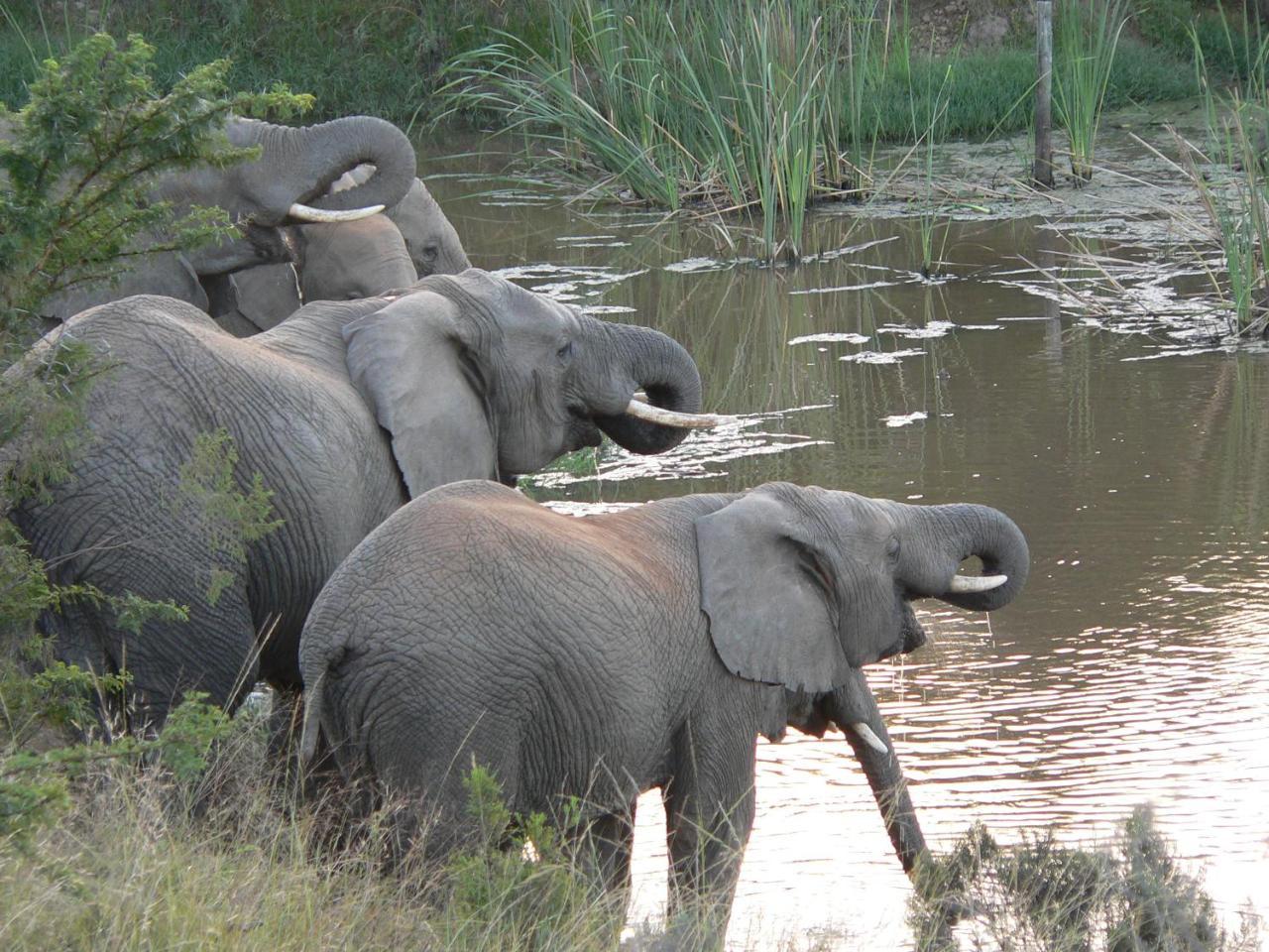 Lalibela Game Reserve - Kichaka Lodge Paterson Exteriör bild