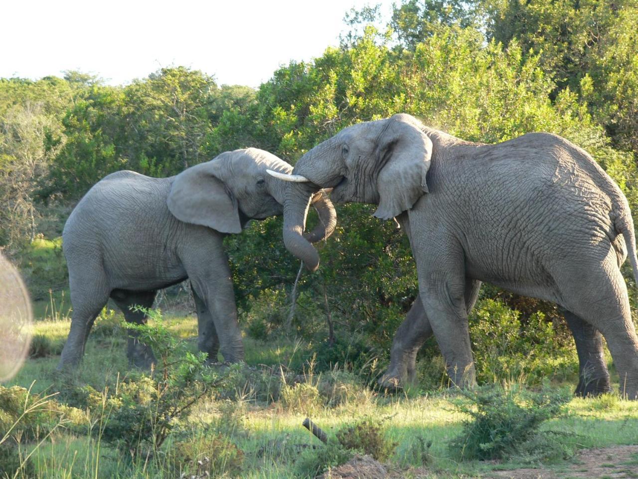 Lalibela Game Reserve - Kichaka Lodge Paterson Exteriör bild